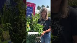 Bee A Winner with Monrovia | Pollinator Plant Tour