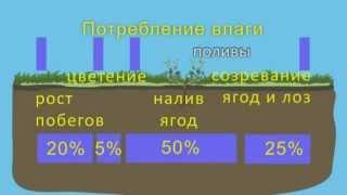 Полив винограда  Как поливать виноград