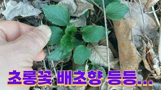 영아자외 9종 구별 (초보용)