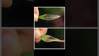 Satisfies Pictures ️||Interested Pictures||Sacrifices Pictures #shorts #satisfying #imagepuzzle
