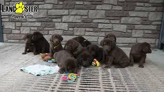 Lovable Labrador Retriever Puppies