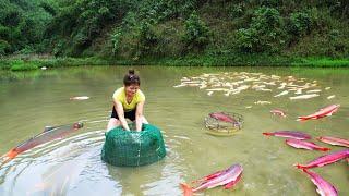 Harvesting Fish In The Field Goes To Market Sell, Cooking Fish | Nhất Daily Life