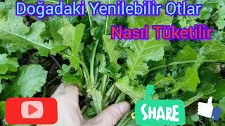 Doğadaki Şifalı Bitkiler ve Nasıl Tüketilir  #Dogadaki Şifa#Hangi Otlar Nasıl Tüketilir