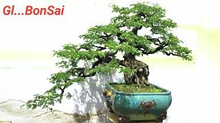 BonSai Siêu Già Sanh Đề . Nhiều Tác Phẩm Cây Cảnh Đẹp Giao Lưu Lh Zalo #0386484997