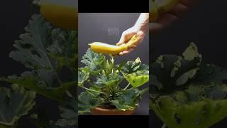 Zucchini Plant Growth Timelapse #garden #gardening #trending #viralvideo #shortvideo