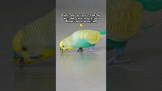 What's your birds name? 