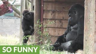 Grumpy Silverback Gorilla deals with super annoying son