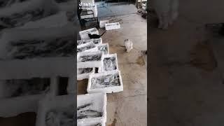MAVİŞEHİR BALIK MEZATI #mavi̇şehi̇r #mavişehirbalıkmezatı #mavişehirmezat #balık #deniz #izmir