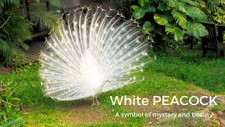 White PEACOCK: A Symbol of Beauty and Mystery| Nature Documentary | #WhitePeacock #naturedocumentary