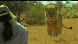 man vs lion