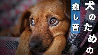 【猫・犬が寝る音楽】秋の森の散歩音　自然のBGM！猫や犬が喜ぶ音楽 ペット向けBGM