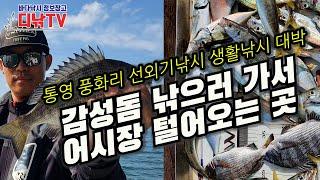 통영 풍화리 선외기낚시, 감성돔 노리고 갔다가 팔뚝 전갱이, 시장 고등어로 손맛, 입맛 대만족, 10월중순부터 감성돔 조황 급상승 [디낚TV 취재브리핑]