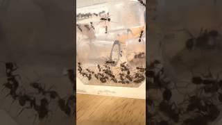 I Gave My Ants A New Nest To Explore