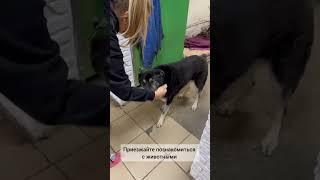 Приют Омские Хвостики!