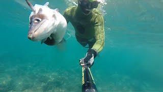 UTC - Spearfishing October [TRAILER HD]