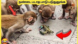 ஆச்சரியமான விலங்குகள் |  Amazing Animals Were Too Curious Than Look | Story Bytes Tamil