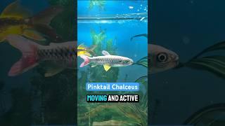 Pinktail Chalceus: The Flashy, Fast-Moving for Your Aquarium! V396 #fish #short #shorts #shortvideo