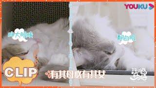 【汪喵物语】：黑猫“精灵”无处安放的身子，误触电饭煲，吓得猫咪家族全员惊醒！！| 朱正廷/张雨剑/边江/北辰/张思王之/邱邱/白雪岑/乔诗语/弋 凡/张磊 | 优酷综艺