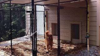 Wall Mounted Brackets From K9 Kennel Store