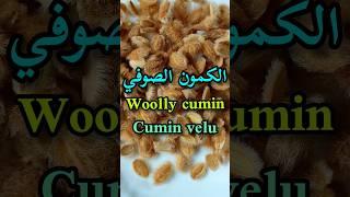 أهم الفوائد الصحية للكمون الصوفي/Woolly cumin benefits/Les bienfaits du cumin velu(mystique)#shorts