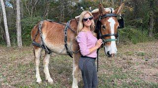 First REAL job for the LOGGING horses!!! (Can they do the JOB?!!)