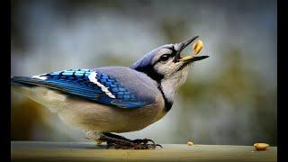 Blue Jay Bird | Cyanocitta cristata