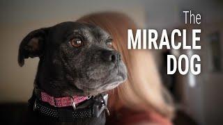 Meet the Miracle Dog of Maine