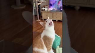 고양이 놀려서 완전 삐짐 #집사 #고양이 #cat #낚시놀이 #미안해