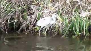 Heron's Breakfast