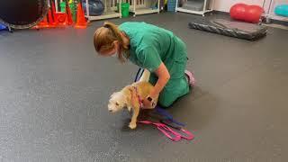 Supportive Leash Walking or Sling Walking Therapy for Dogs