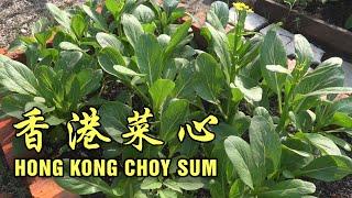 第一次種香港菜心 Successfully grow Hong Kong Choy Sum