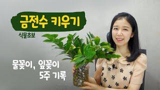 금전수 물꽂이, 잎꽂이로 수경재배해서 번식 성공ㅣ식물초보의 반려식물 키우기 브이로그