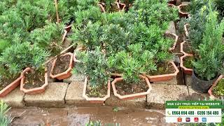 Bán cây tùng la hán bonsai đẹp 0964 894 480