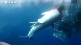 Great white shark dies after lunging at divers in cage and getting trapped