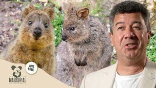 Why The Quokka Should Win Marsupial Of The Year