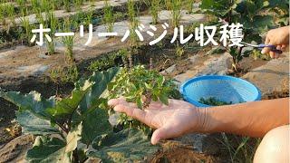 ホーリーバジル収穫風景。ホーリーバジルを広める活動をしているので応援してください。