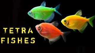 Tetra Fish Community Tank