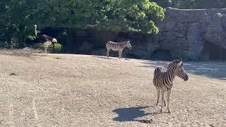 Chapman's zebra - Zoo in Hamburg