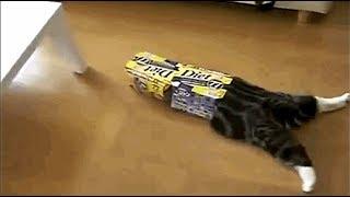 【癒し猫】箱を見たら飛び込まずにはいられない！スコティッシュフォールド【可愛い】
