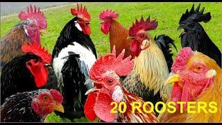 20 different roosters crowing - Krähruf der Hähne von 20 verschiedenen Hühnerrassen im Vergleich