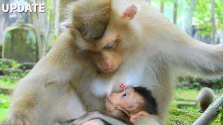 What Amazing!Cute Baby Monkey Rex Looks At Mom Rose Try Understand Mom Rose Get Tired,Cos Of Rex