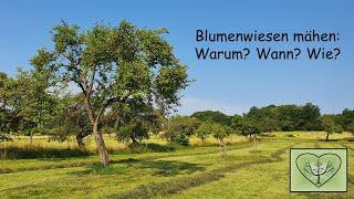 Blumenwiesen mähen: warum, wann und wie? EinHerzfürStreuobstwiesen