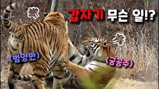 [4K] 출근 길 + 시작은 장난이었는데  + 관람매너 (태범 무궁 백두대간 호랑이  korea tiger) #태범, #무궁, #한국호랑이