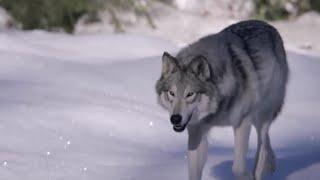 Caribou Spot Wolves Using UV Vision | Animal Super Senses | BBC Earth