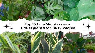 Top 16 Low Maintenance Houseplants for Busy People | Easy Care Indoor Plants