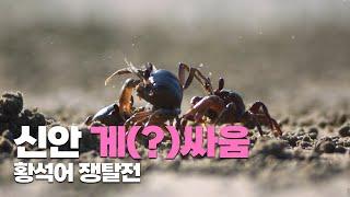 이기면 만찬, 지면 단식! 살벌한 게(?)싸움 현장ㅣ물때 EP.3 바다와 인간의 공존