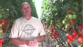 Houweling's Tomatoes: World's Greenest Greenhouse