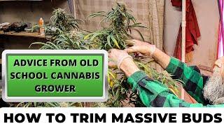 Best practices for TRIMMING, DRYING AND CURING | Advice from Old School Cannabis Grower Episode 4