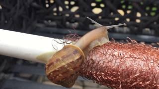 Organically deter snails Part 2 from your outdoor container garden.