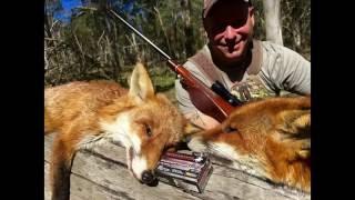 Fast-Paced Fox Hunting